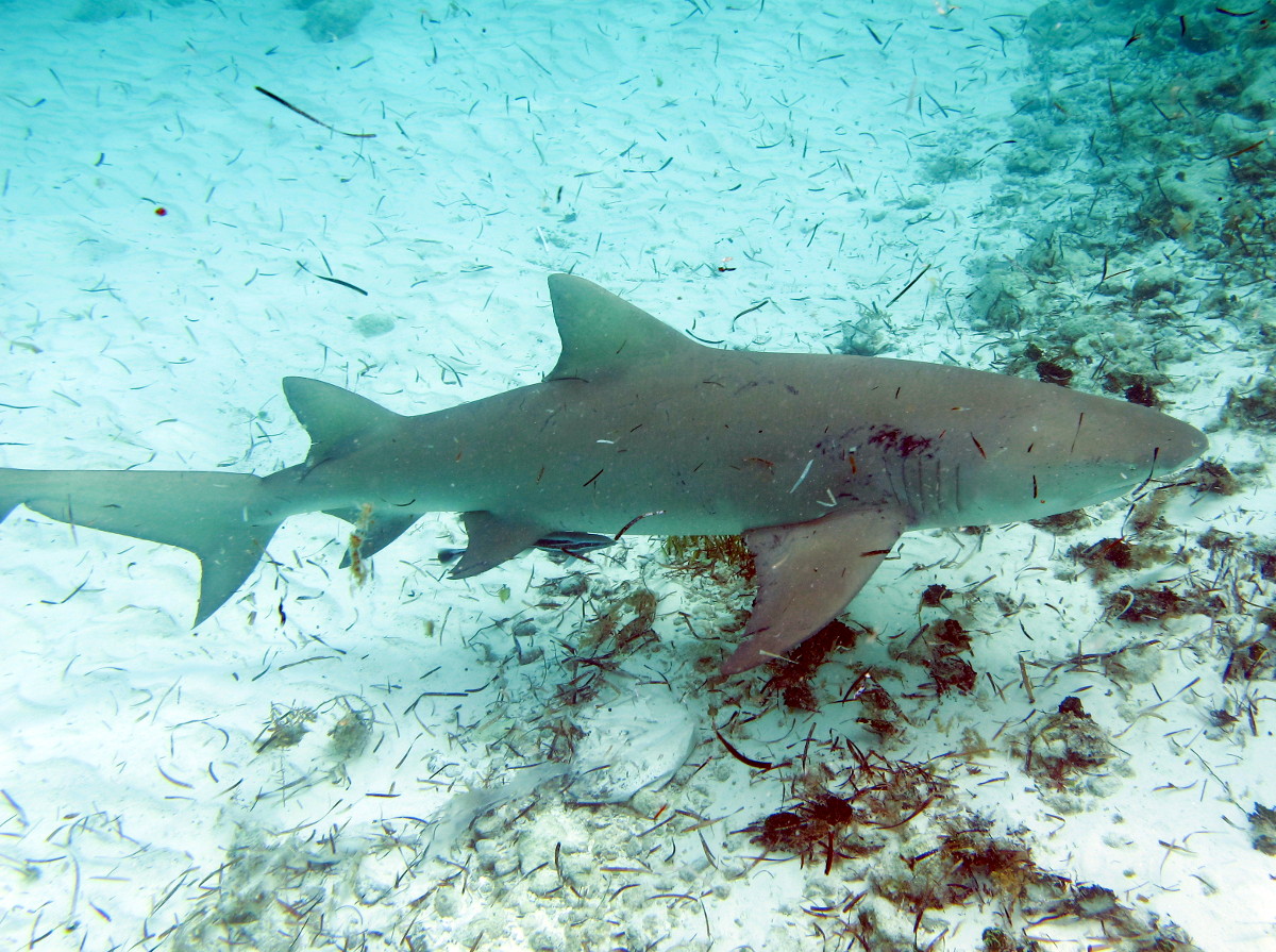 Lemon Shark